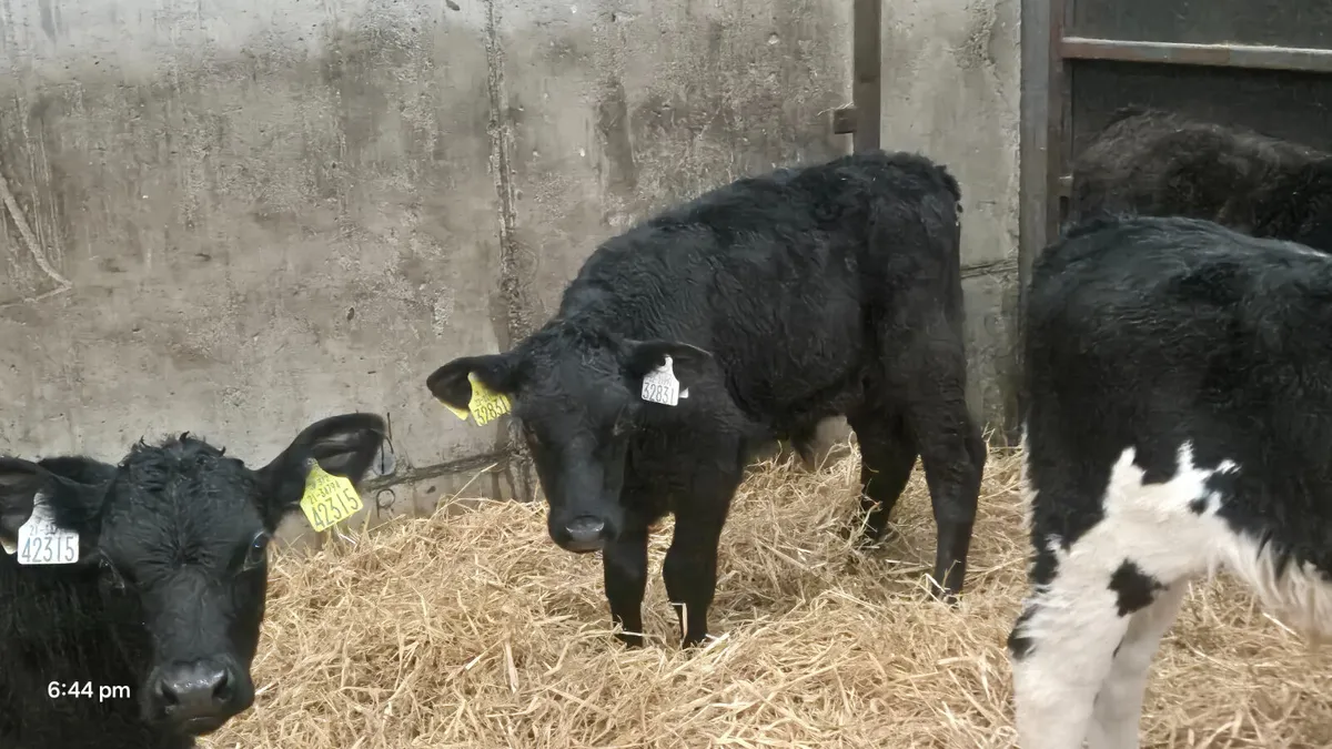 5 Super Strong bull calves for sale - Image 3