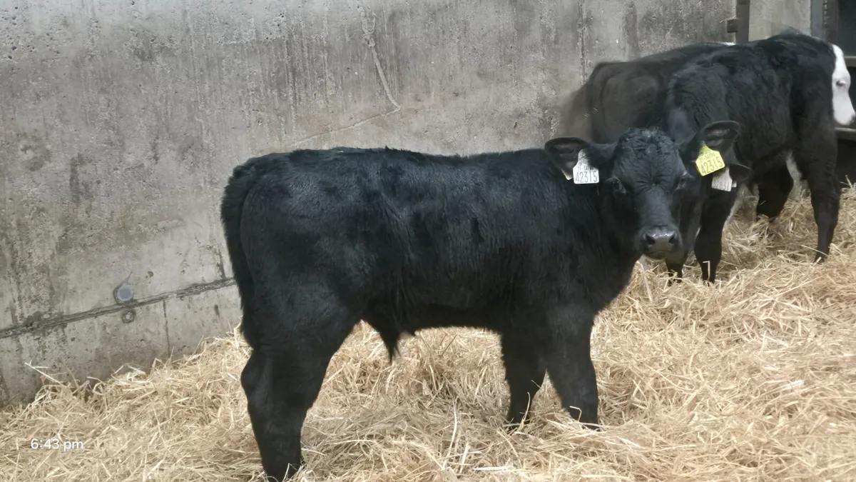 5 Super Strong bull calves for sale - Image 2