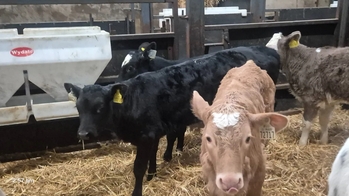 6 Super colour heifer calves for sale - Image 3