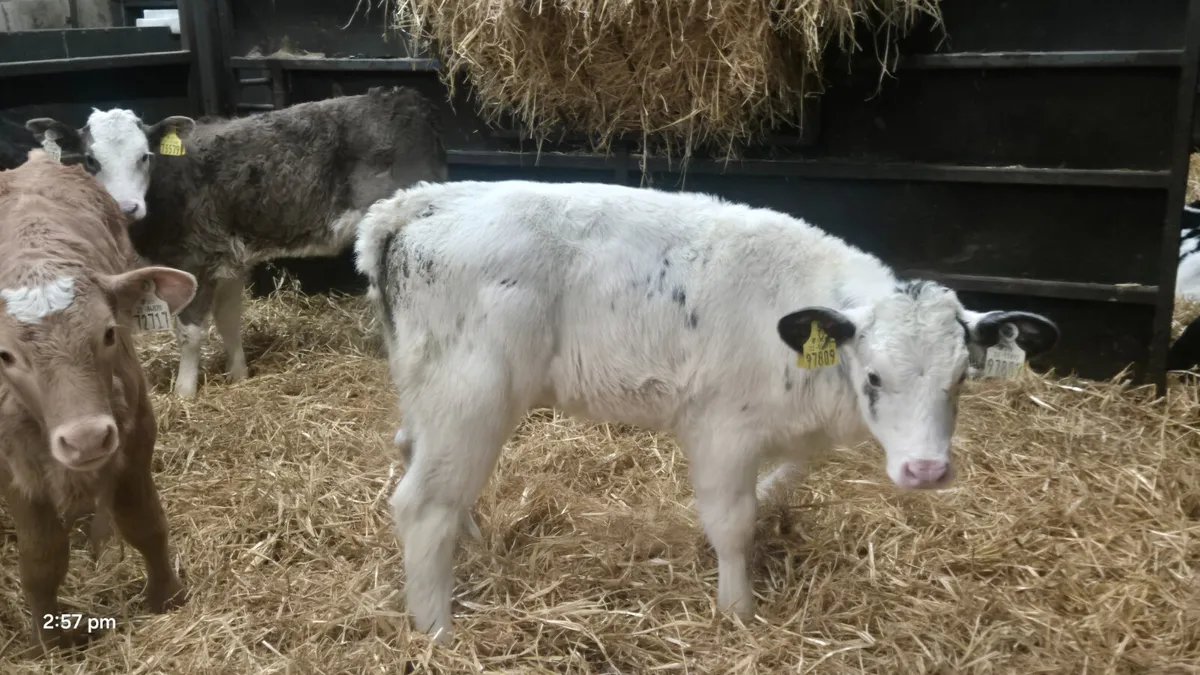 6 Super colour heifer calves for sale - Image 4