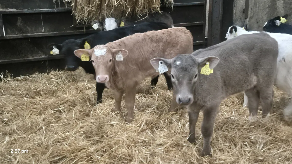 6 Super colour heifer calves for sale - Image 1