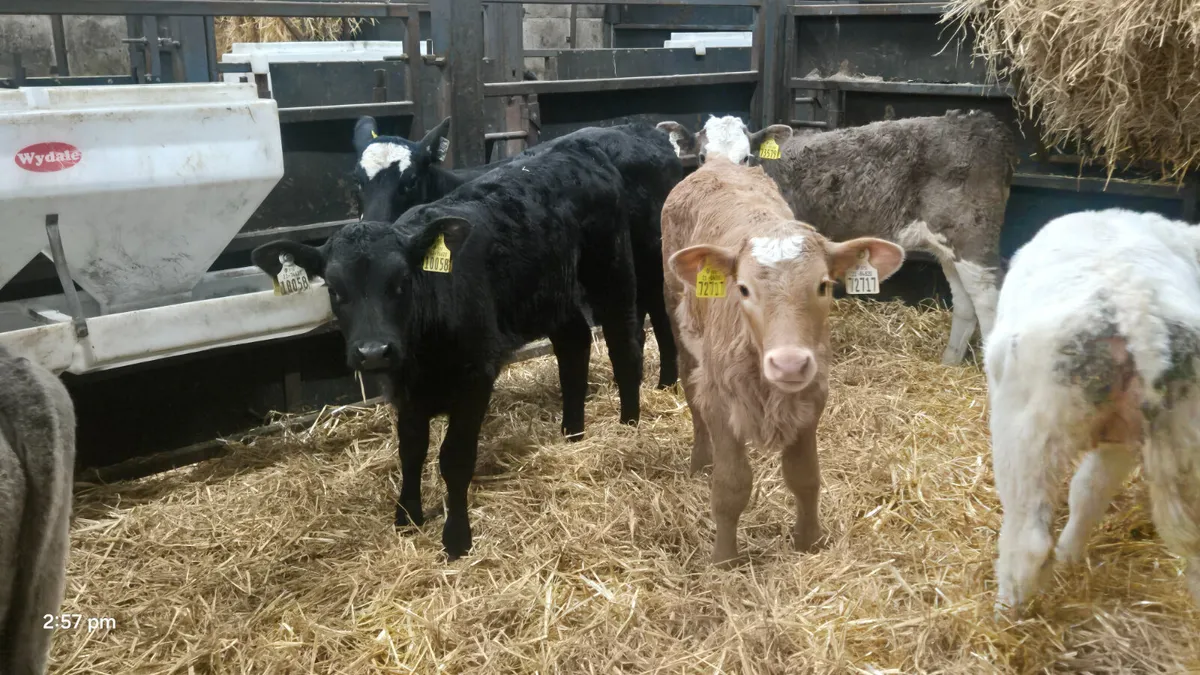6 Super colour heifer calves for sale - Image 2