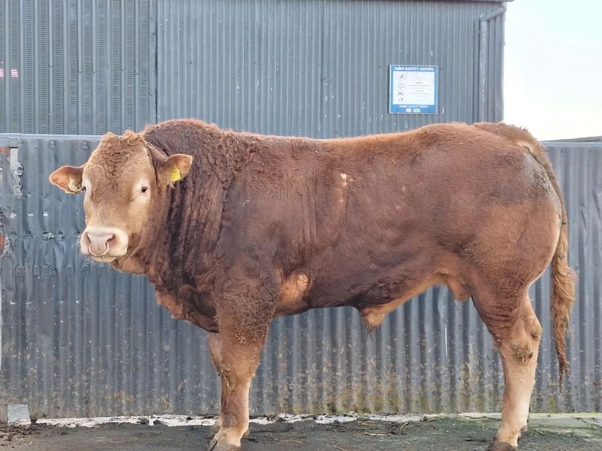 Purebred Limousin Bulls - Image 2