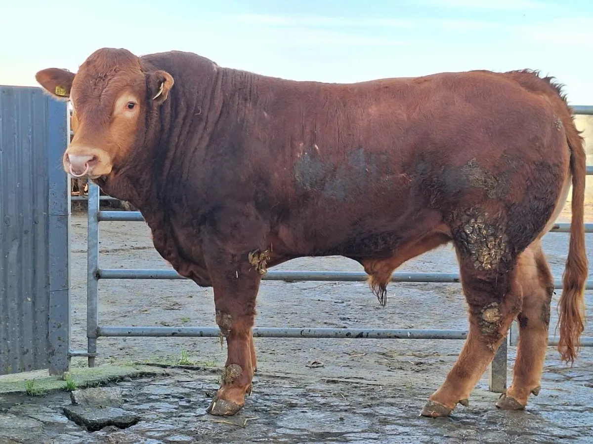 Purebred Limousin Bulls - Image 1