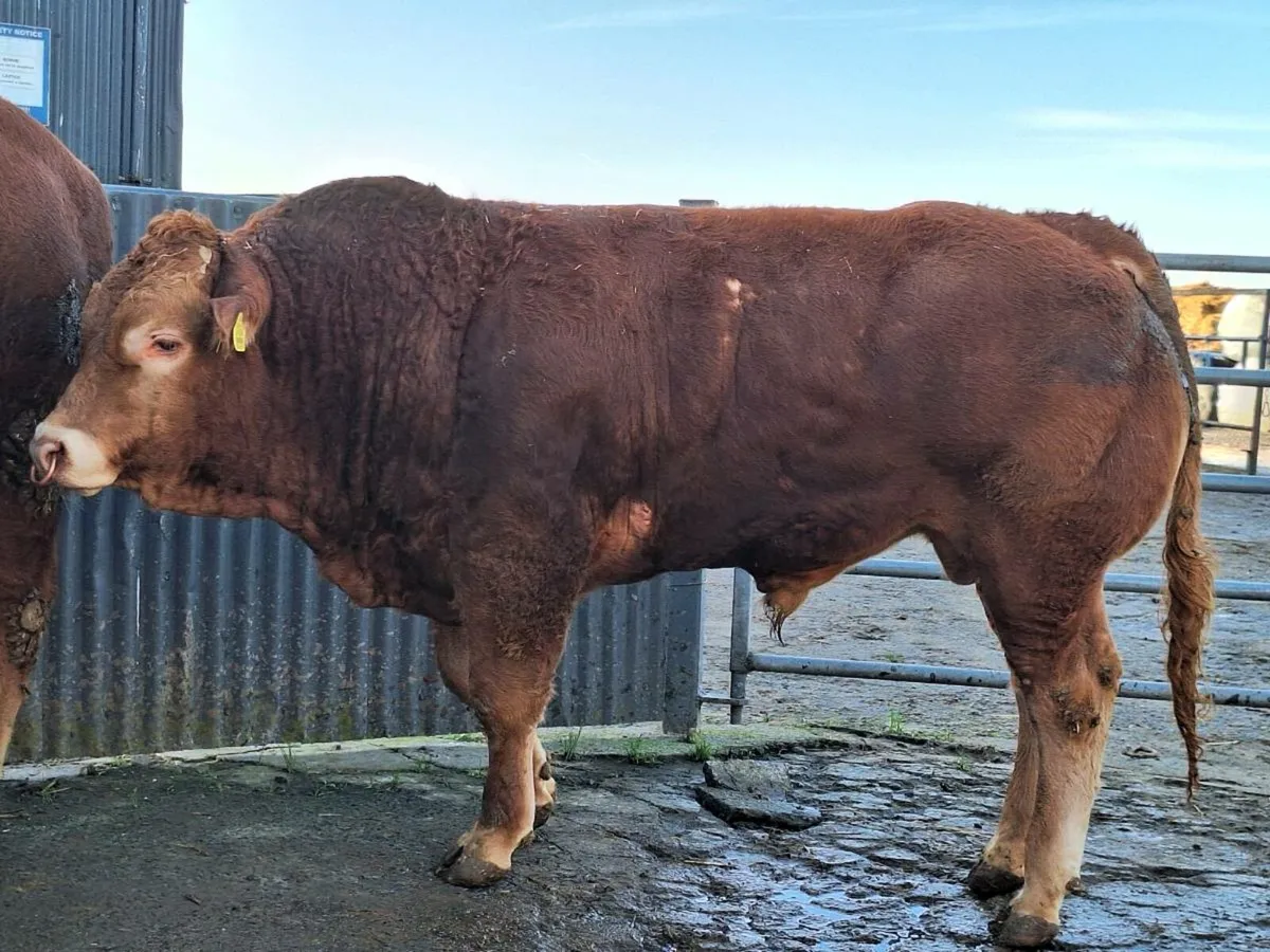 Purebred Limousin Bulls - Image 3