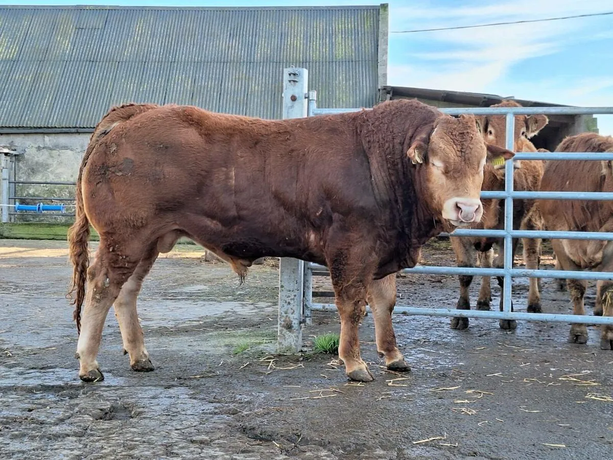 Purebred Limousin Bulls - Image 4