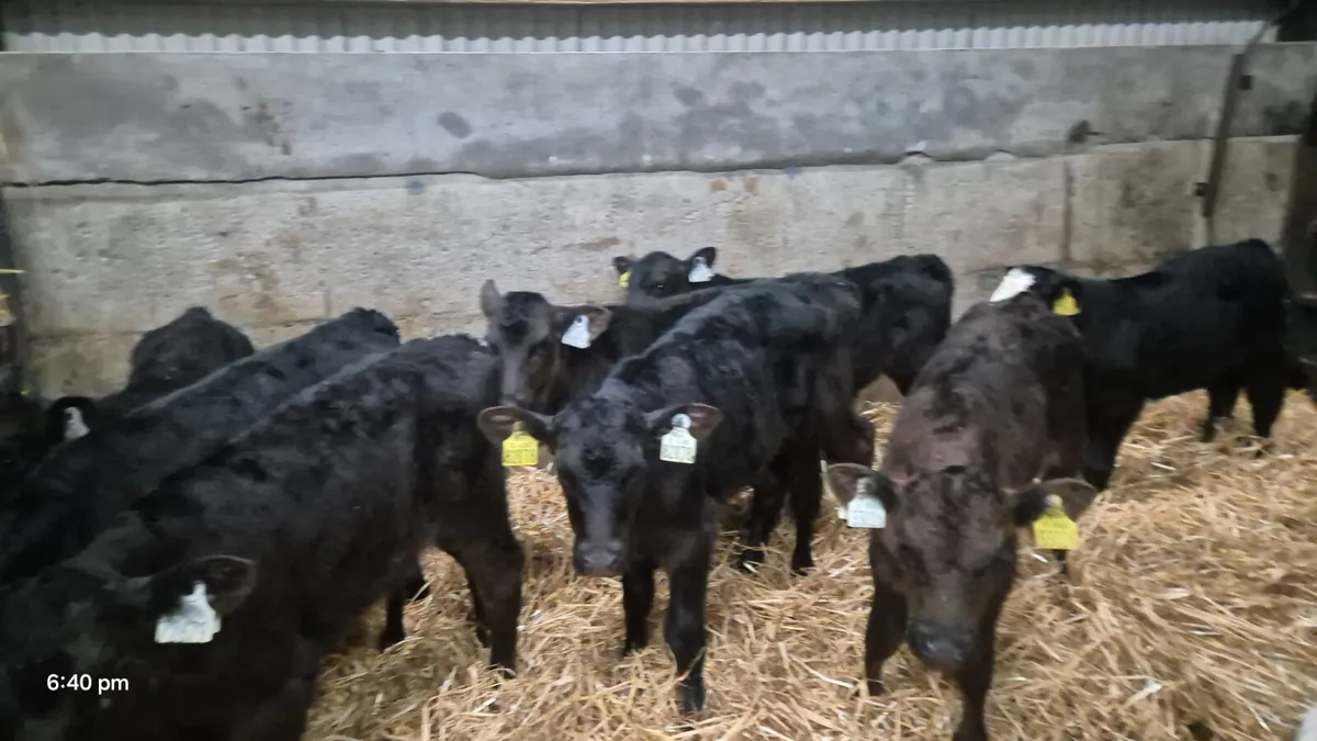 10 Colour bull calves for sale - Image 2