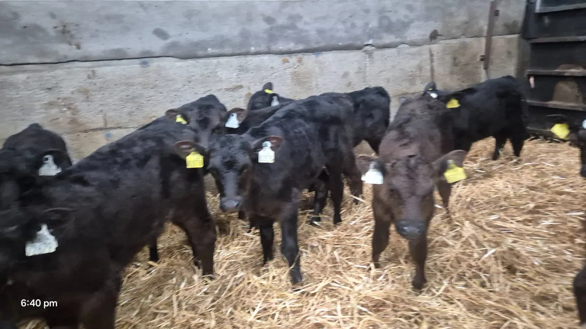 10 Colour bull calves for sale - Image 4