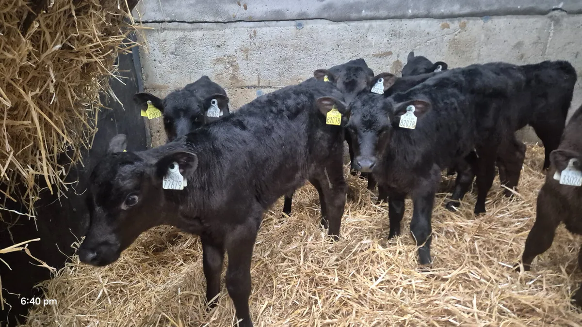 10 Colour bull calves for sale - Image 1