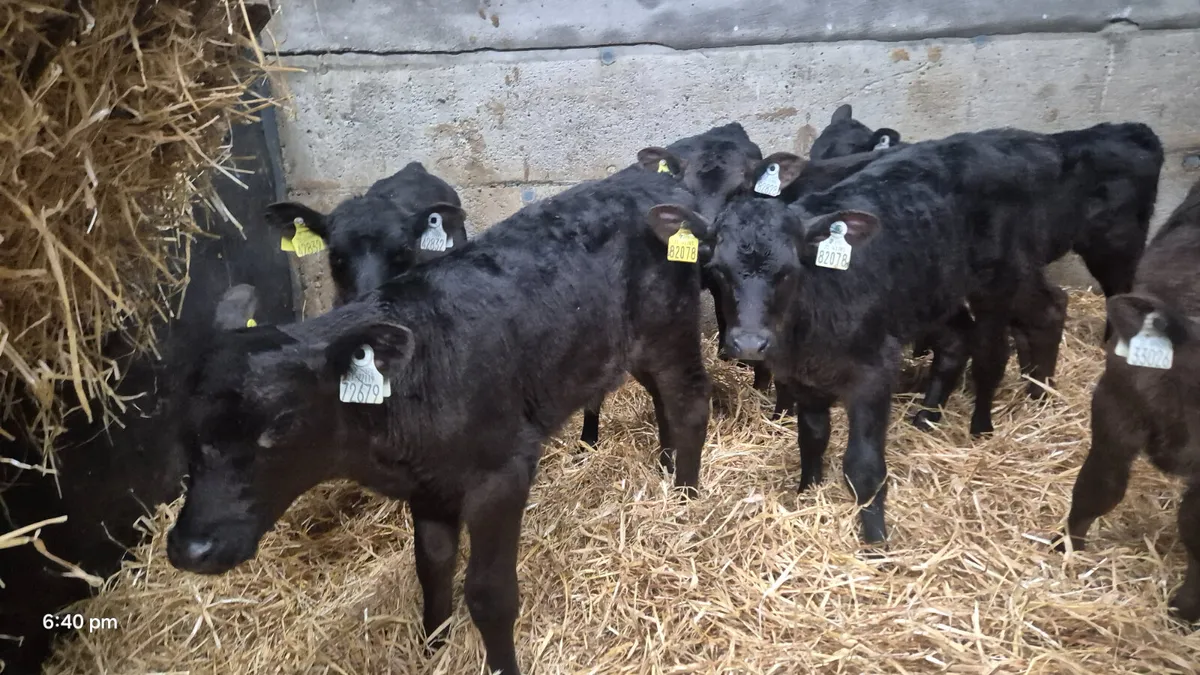 10 Colour bull calves for sale - Image 3