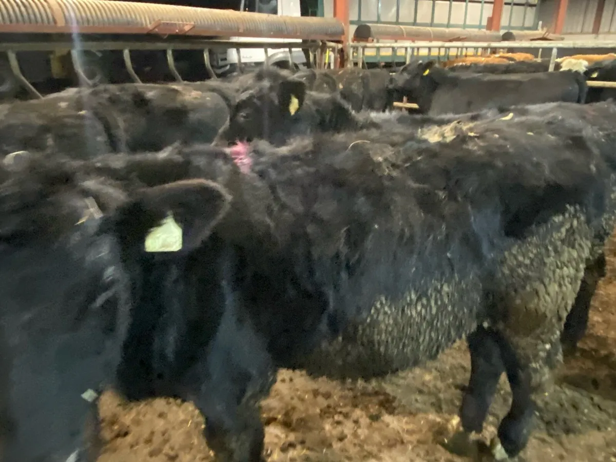 12 Angus Bullocks 340kg @ Lissava - Image 1