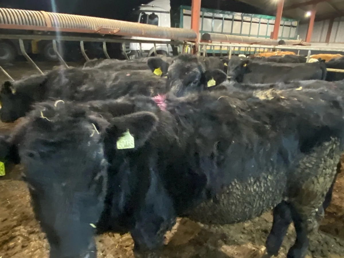 12 Angus Bullocks 340kg @ Lissava - Image 2