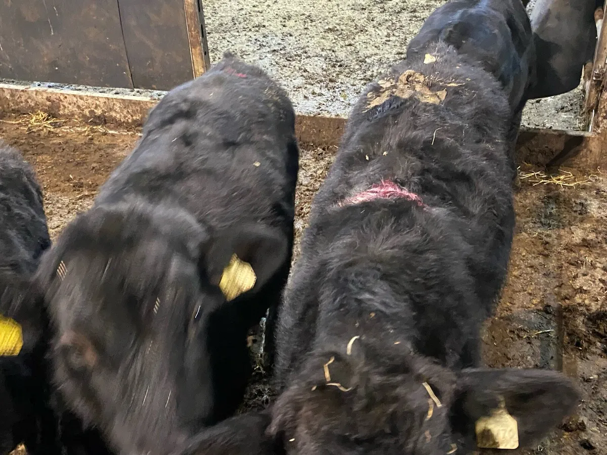 12 Angus Bullocks 340kg @ Lissava - Image 3