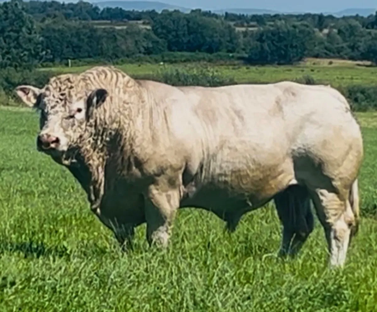 Pedigree Charolais stock bull 🌟