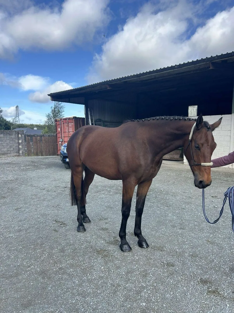 Vivant Van De Heffinck 3 year old gelding - Image 1