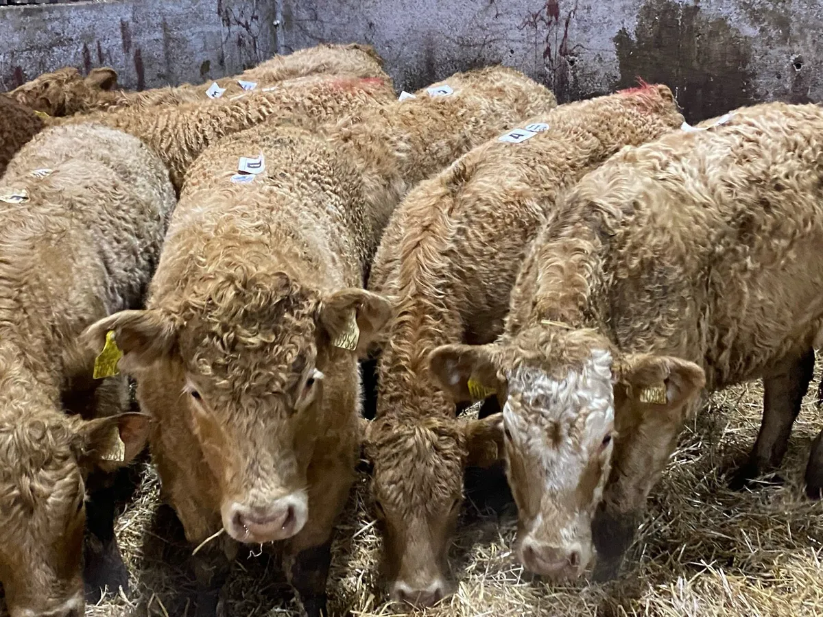 Orange Charolais Hefs 350kg ( No Moves ) - Image 1