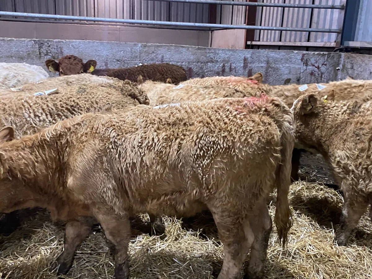 Orange Charolais Hefs 350kg ( No Moves ) - Image 2