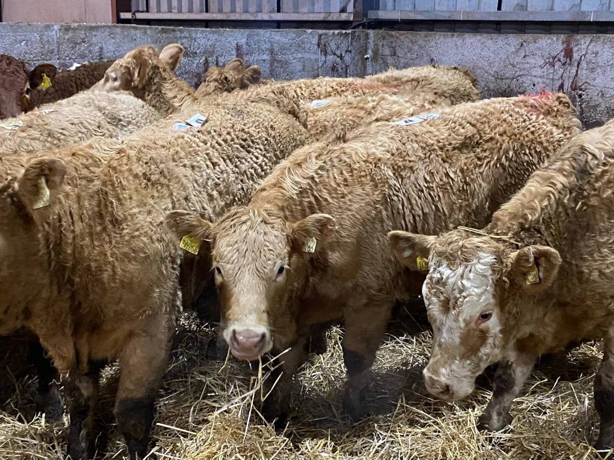 Orange Charolais Hefs 350kg ( No Moves ) - Image 3