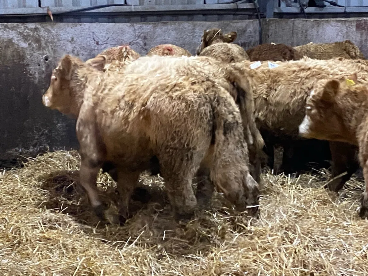 Orange Charolais Hefs 350kg ( No Moves ) - Image 4