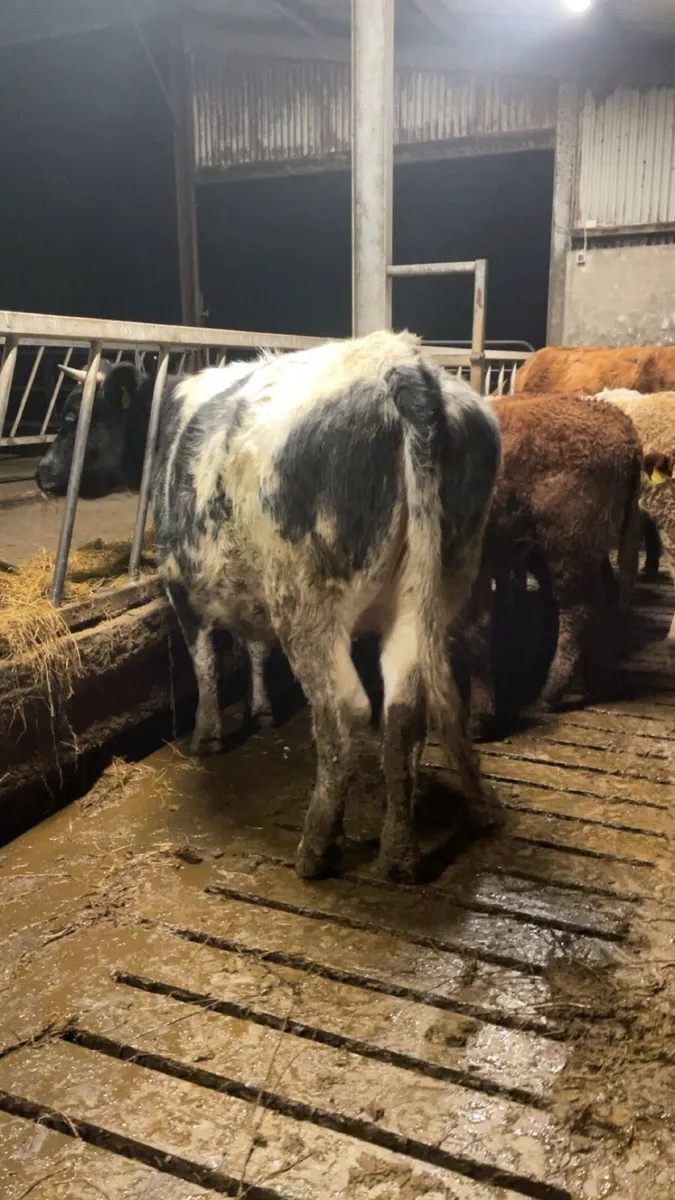 Super blue second Calver - Image 2