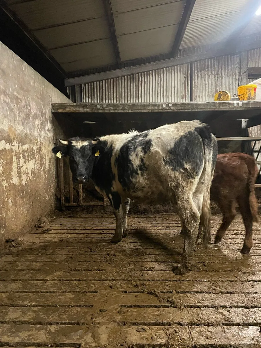 Super blue second Calver - Image 3