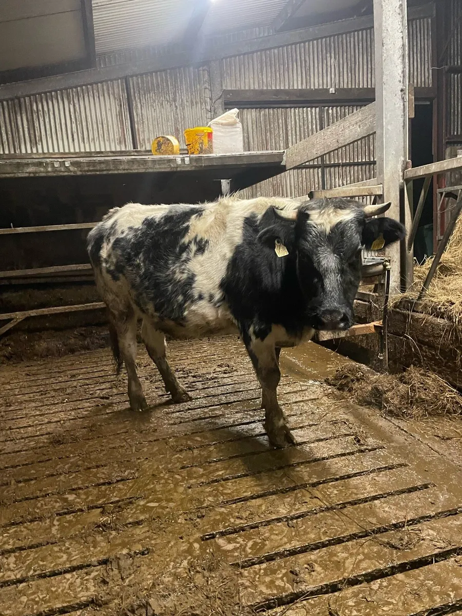 Super blue second Calver - Image 4