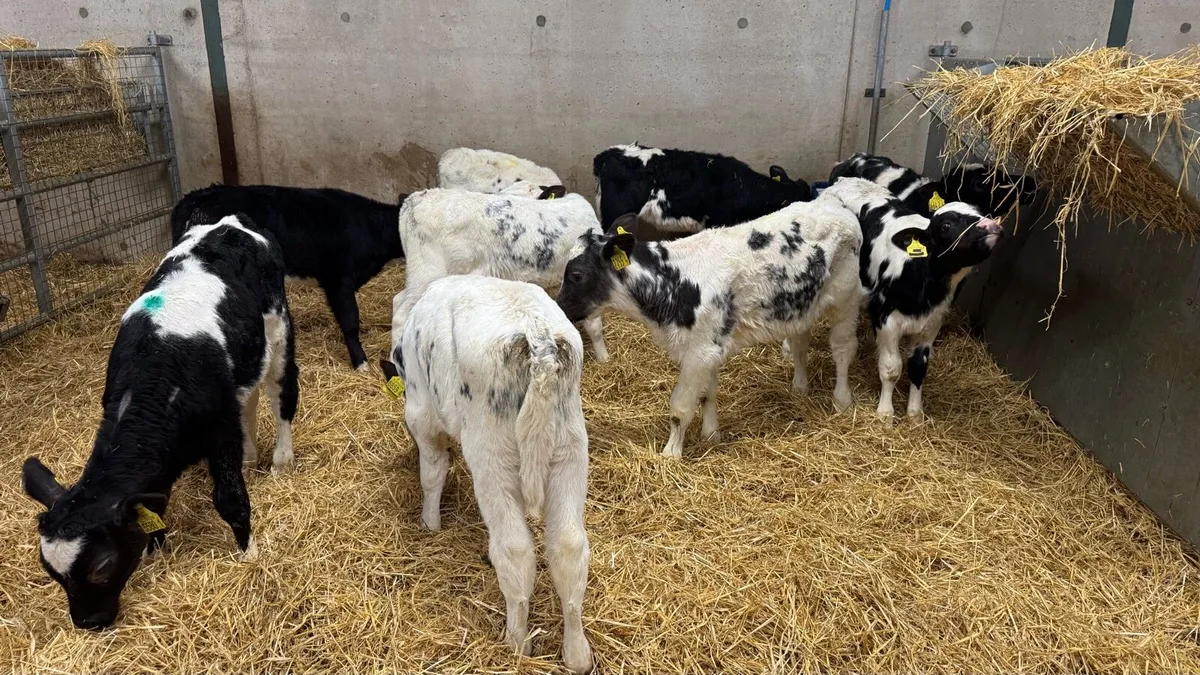 10 Blue Heifers - Image 2