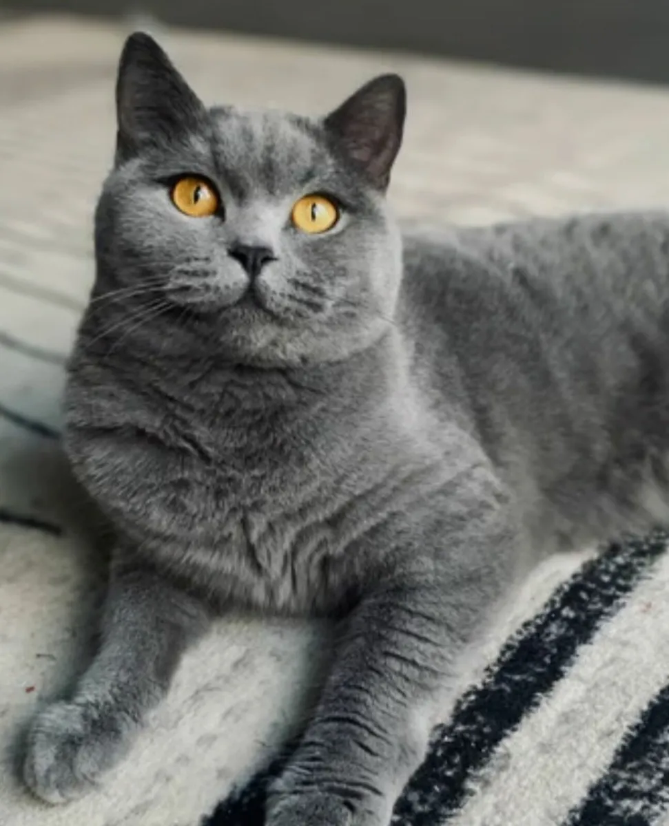 Blue British shorthair  kittens 😸 - Image 4