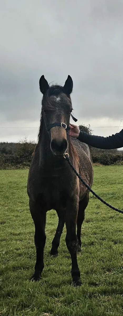 Classy Connemara Filly. - Image 1