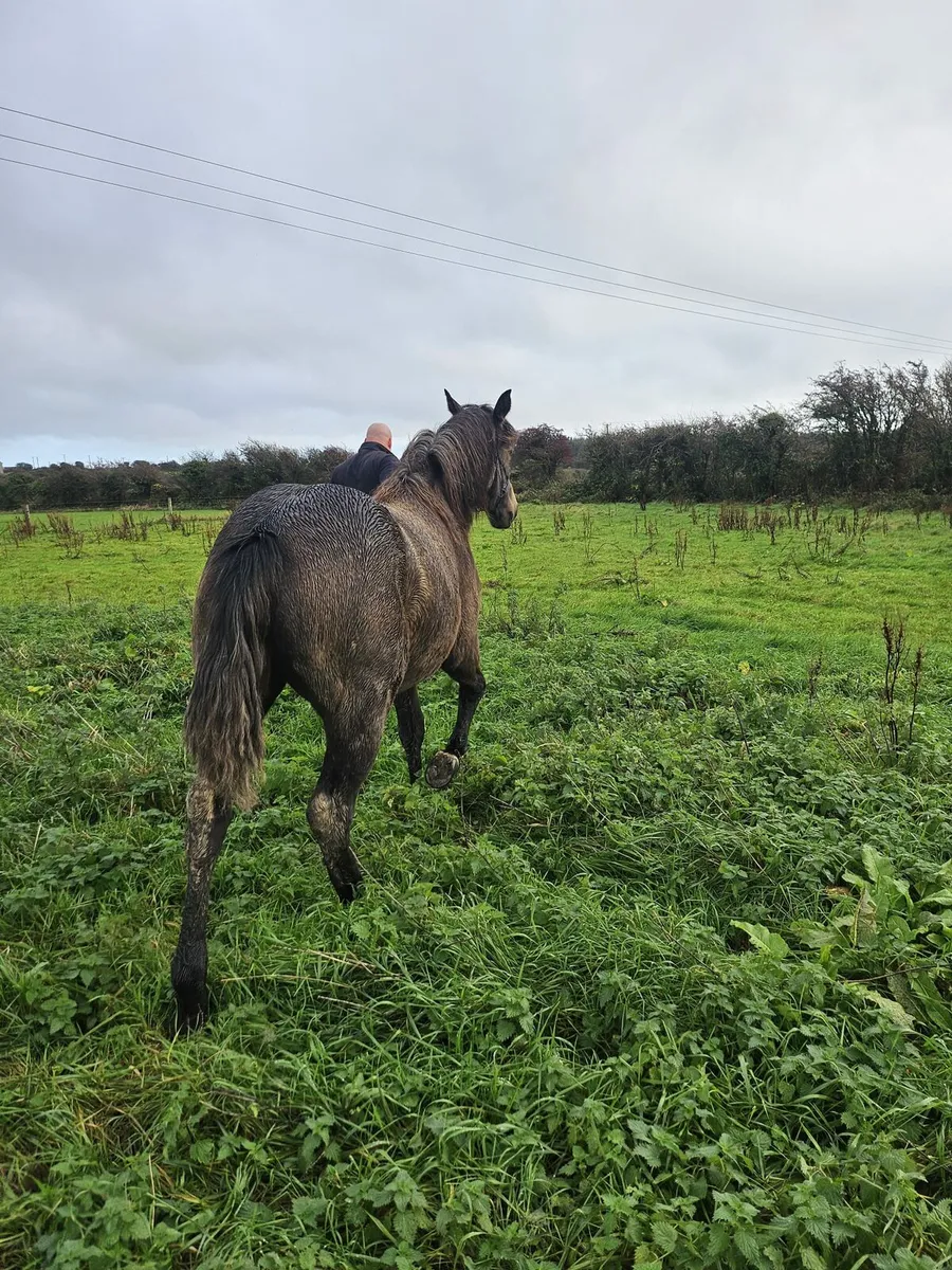 Classy Connemara Filly. - Image 3