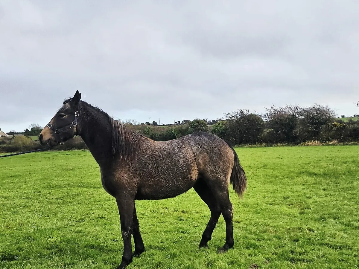 Classy Connemara Filly. - Image 4
