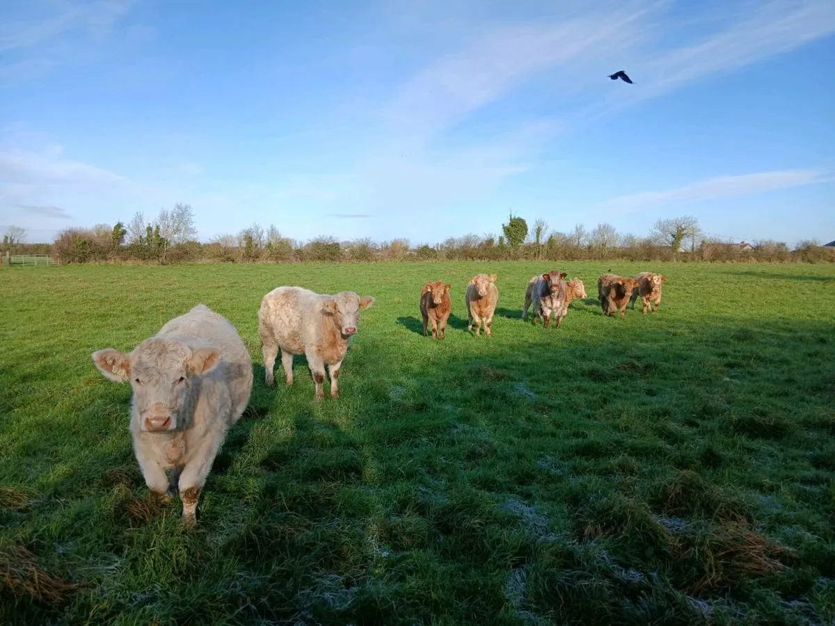 Organic heifers [in-conversion] - Image 1