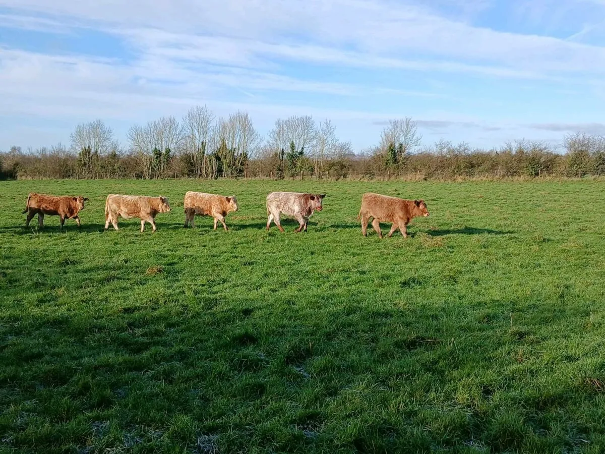 Organic heifers [in-conversion] - Image 2