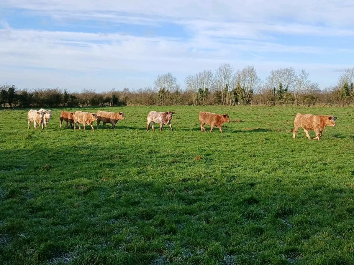 Organic heifers [in-conversion] - Image 3