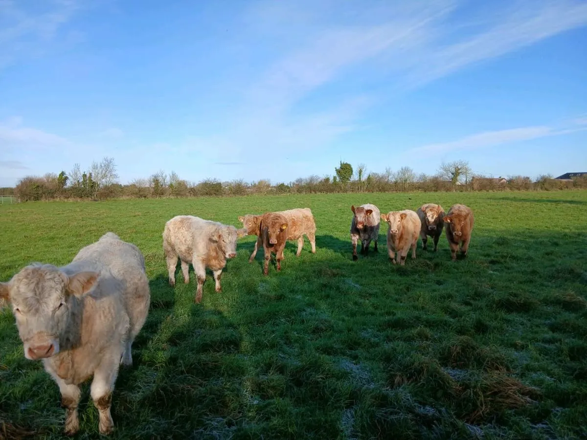 Organic heifers [in-conversion] - Image 4