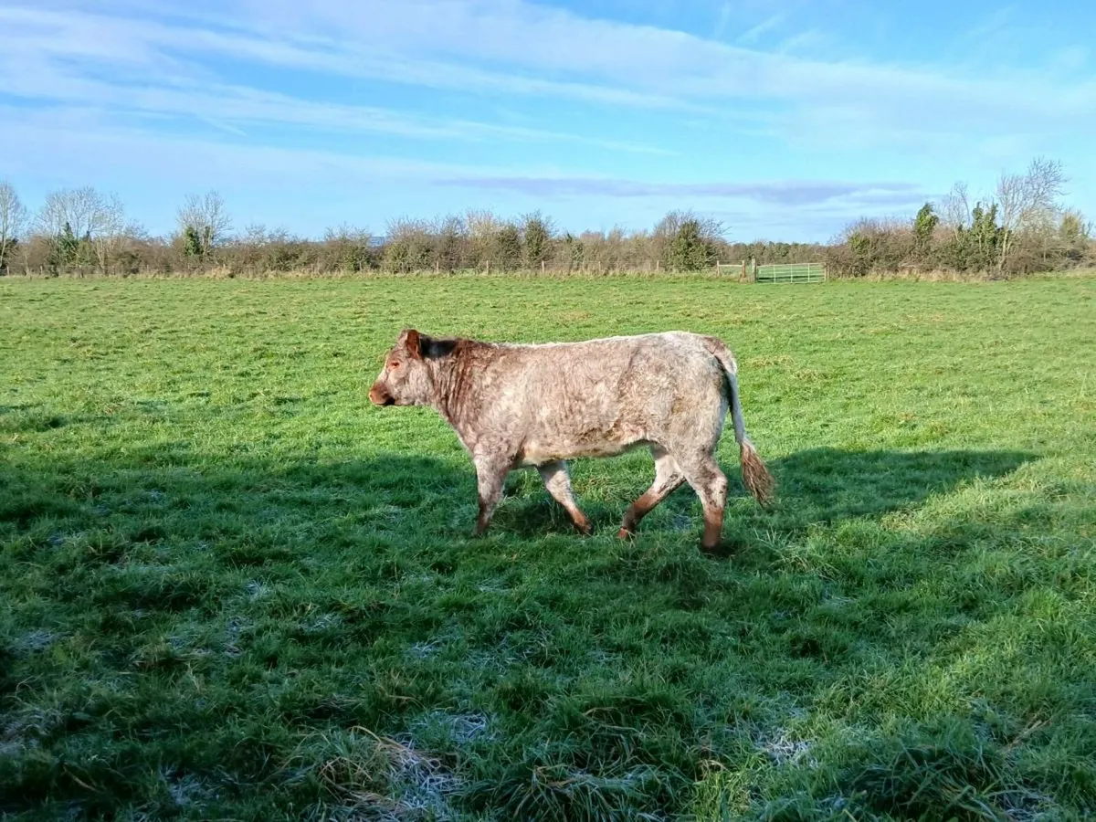 Weanling heifers - Image 2
