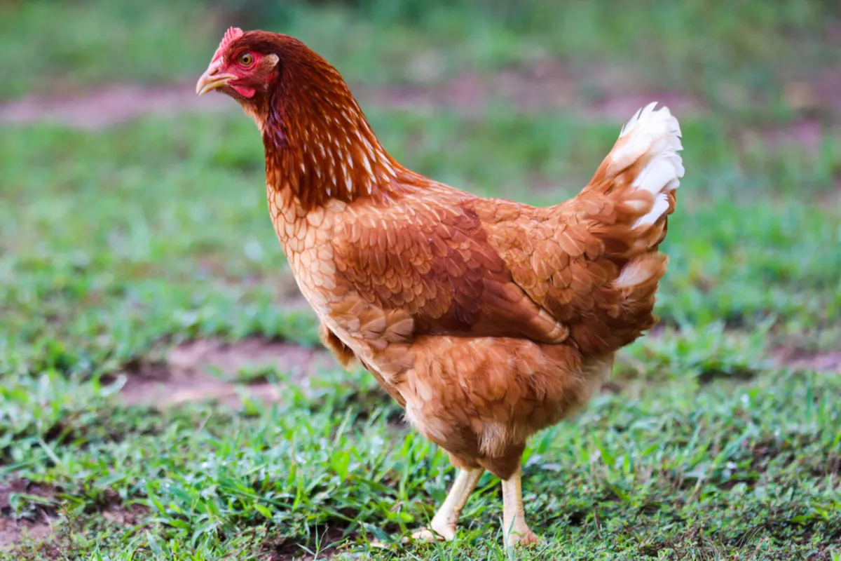 Isa Brown Pullets - Image 1