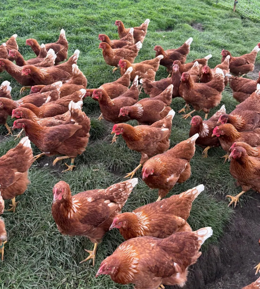 Isa Brown Pullets - Image 2