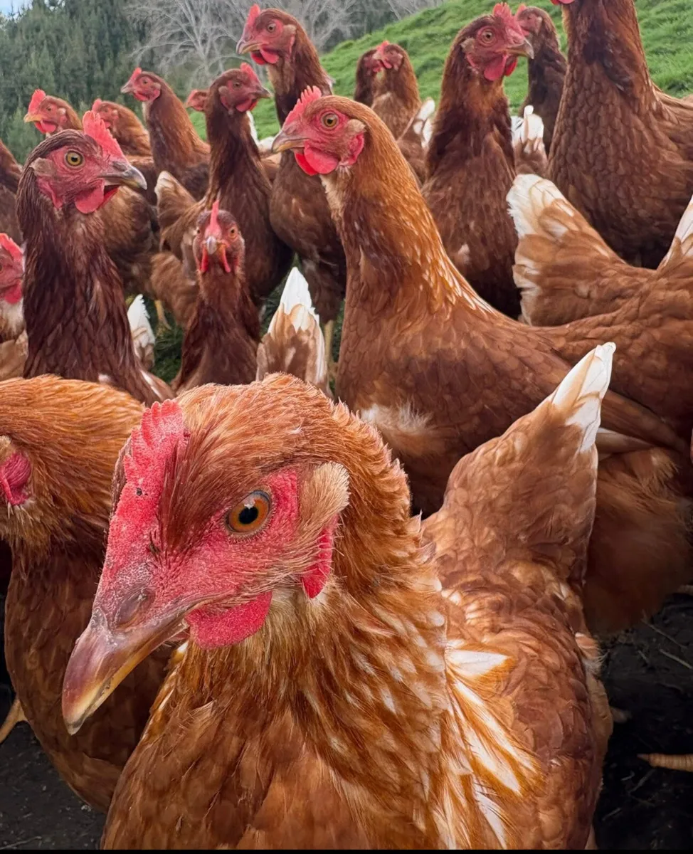 Isa Brown Pullets - Image 3