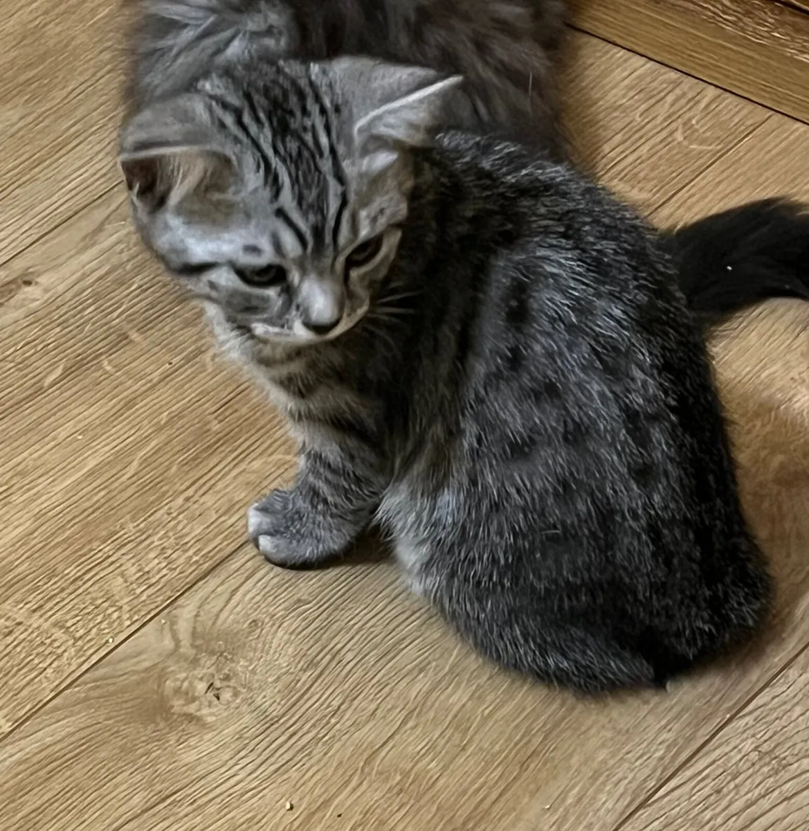 British kittens - Image 1