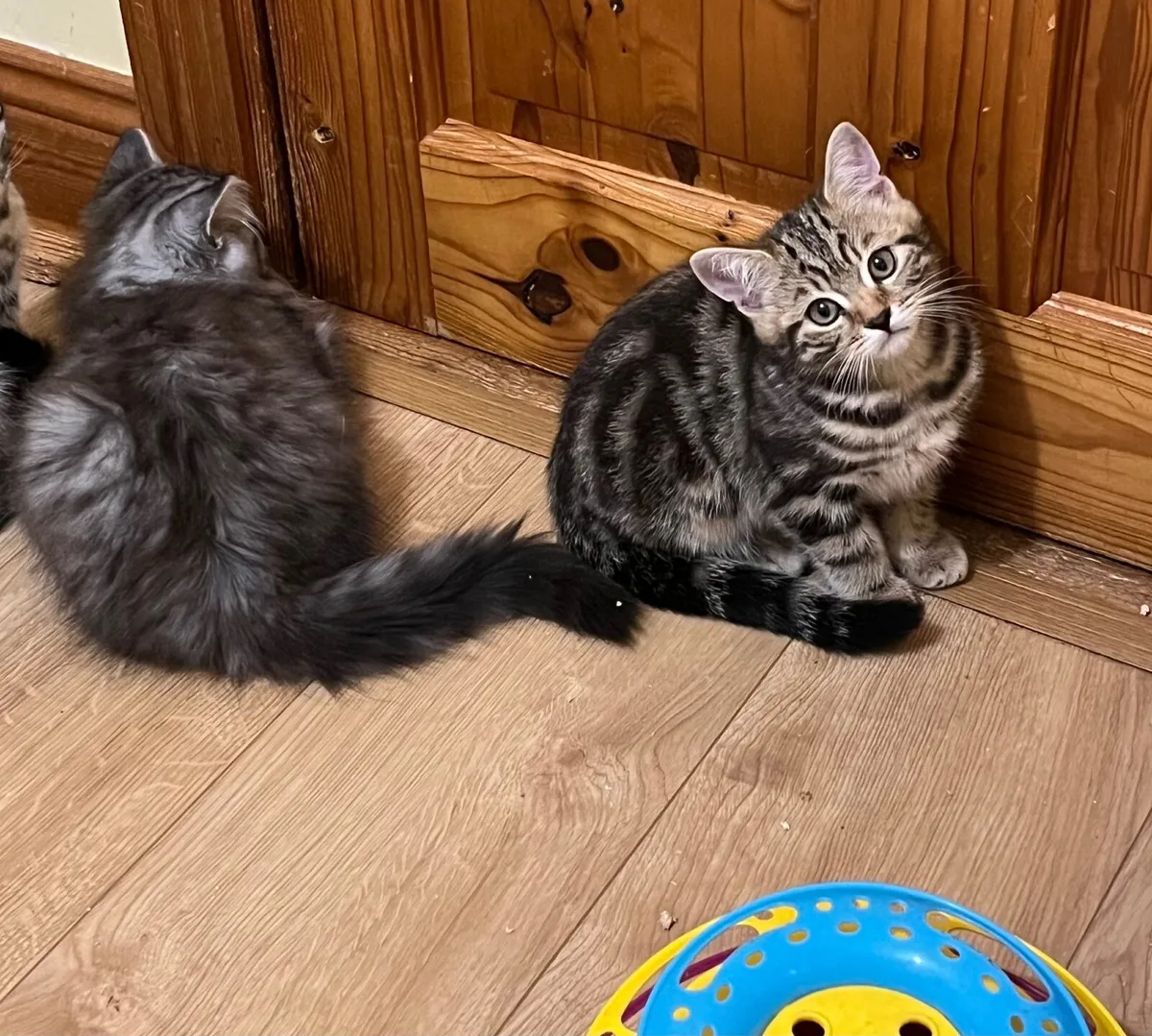 British kittens - Image 2