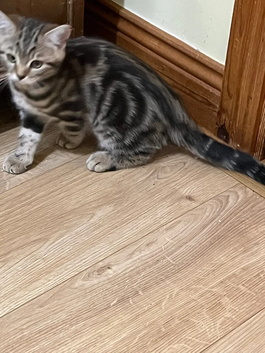 British kittens - Image 4
