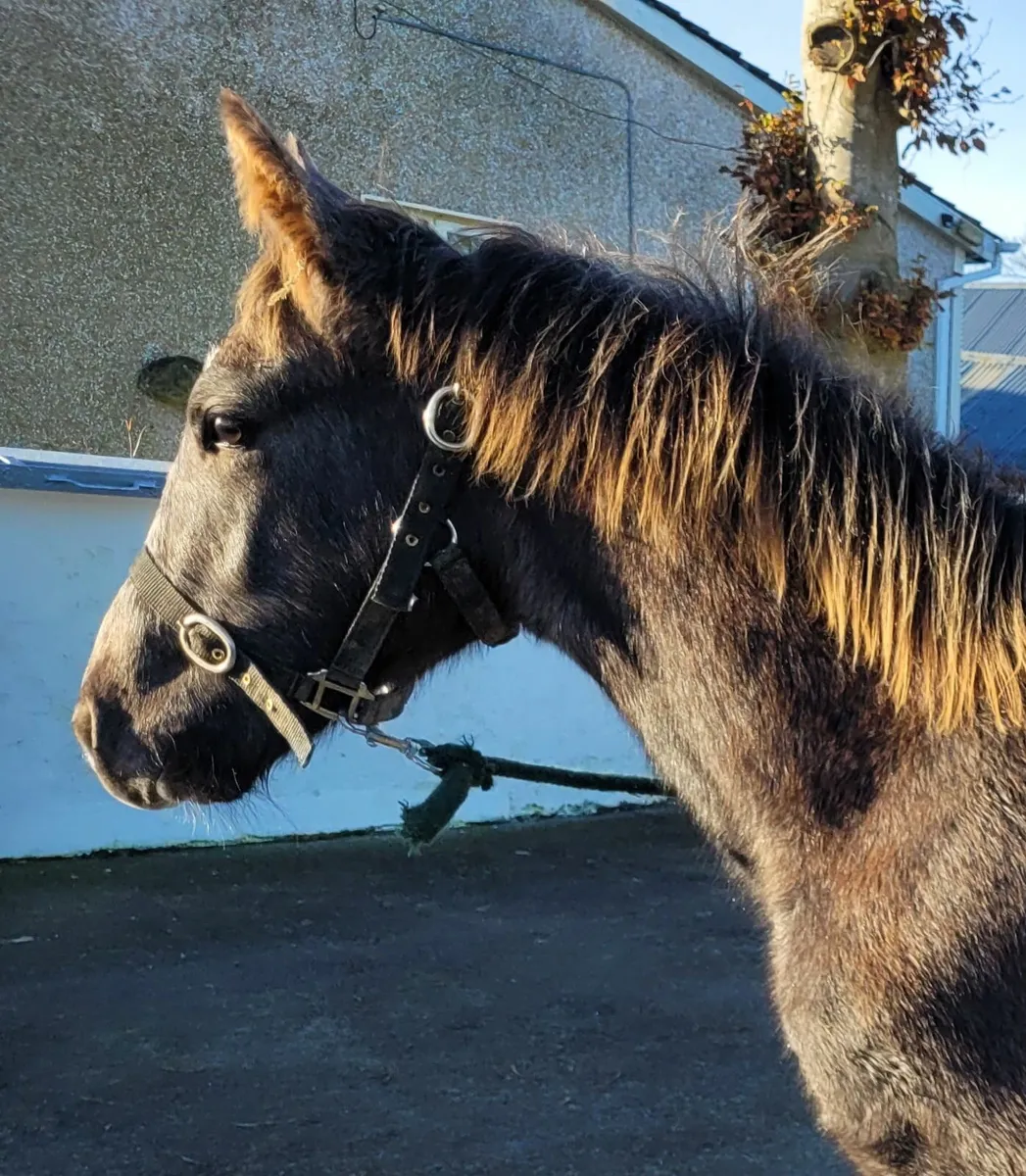 Connemara X Colt Foal - Image 1