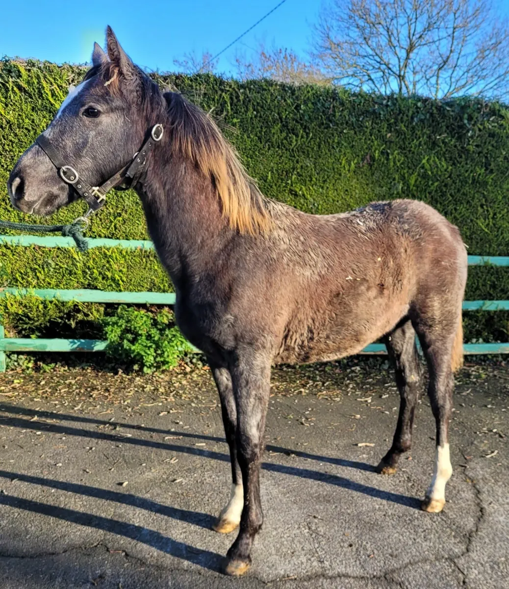Connemara X Colt Foal - Image 2