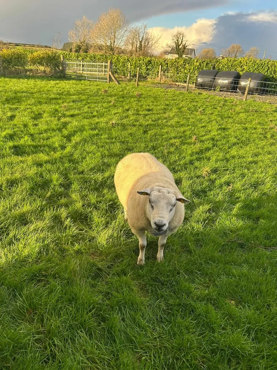 Pedigree Pure-Bred Texel Ram - Image 1