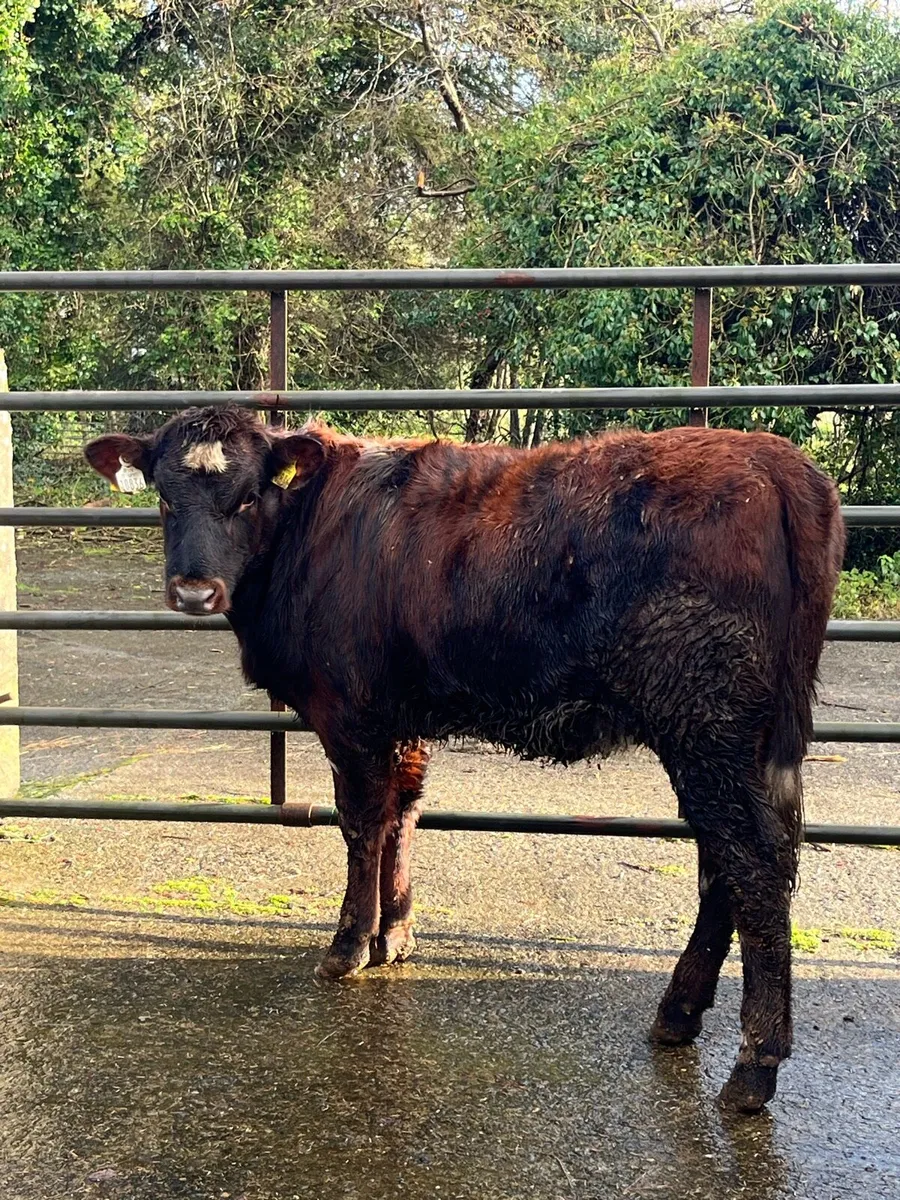 Heifer - Image 1