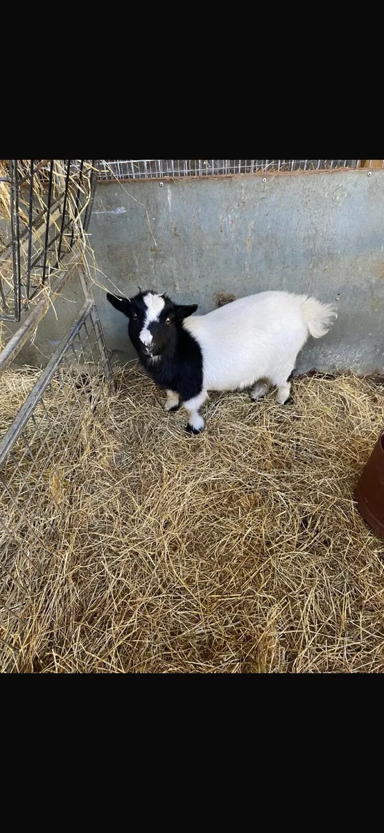 Pygmy Goats - Image 1