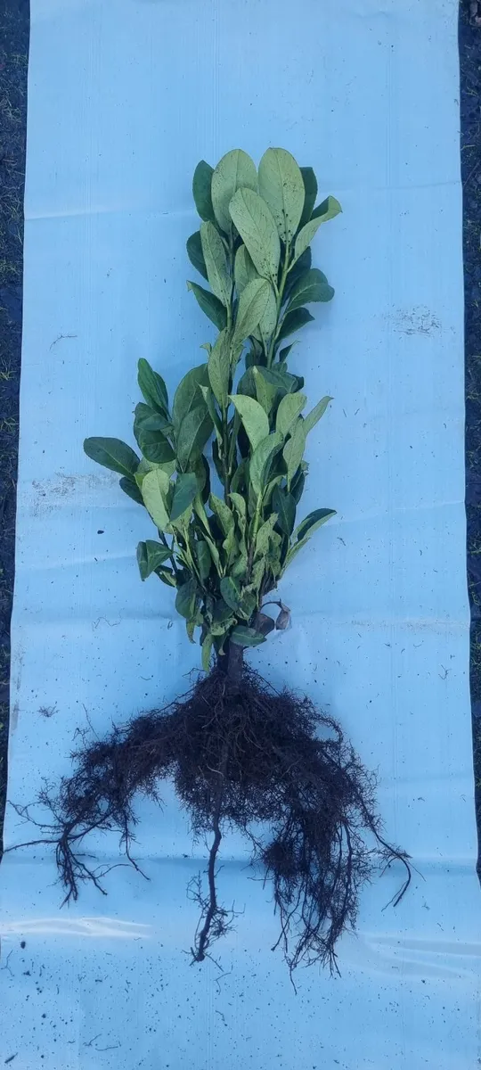 Bare Root Hedges available - Image 1