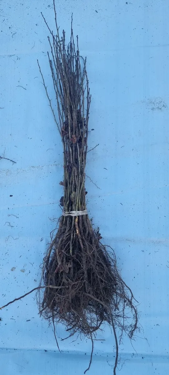 Bare Root Hedges available - Image 2