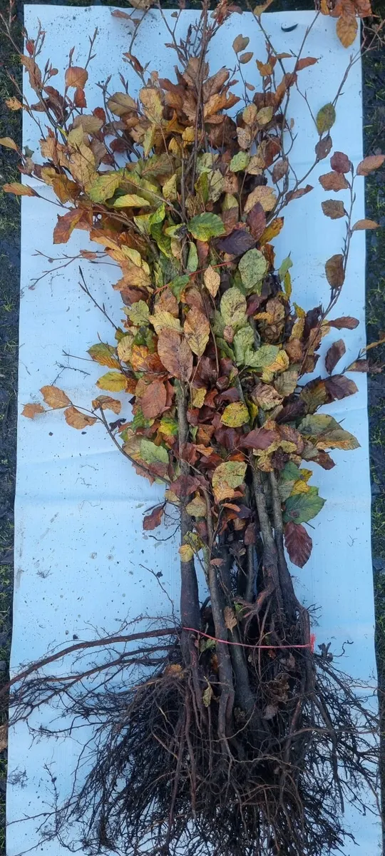 Bare Root Hedges available - Image 3